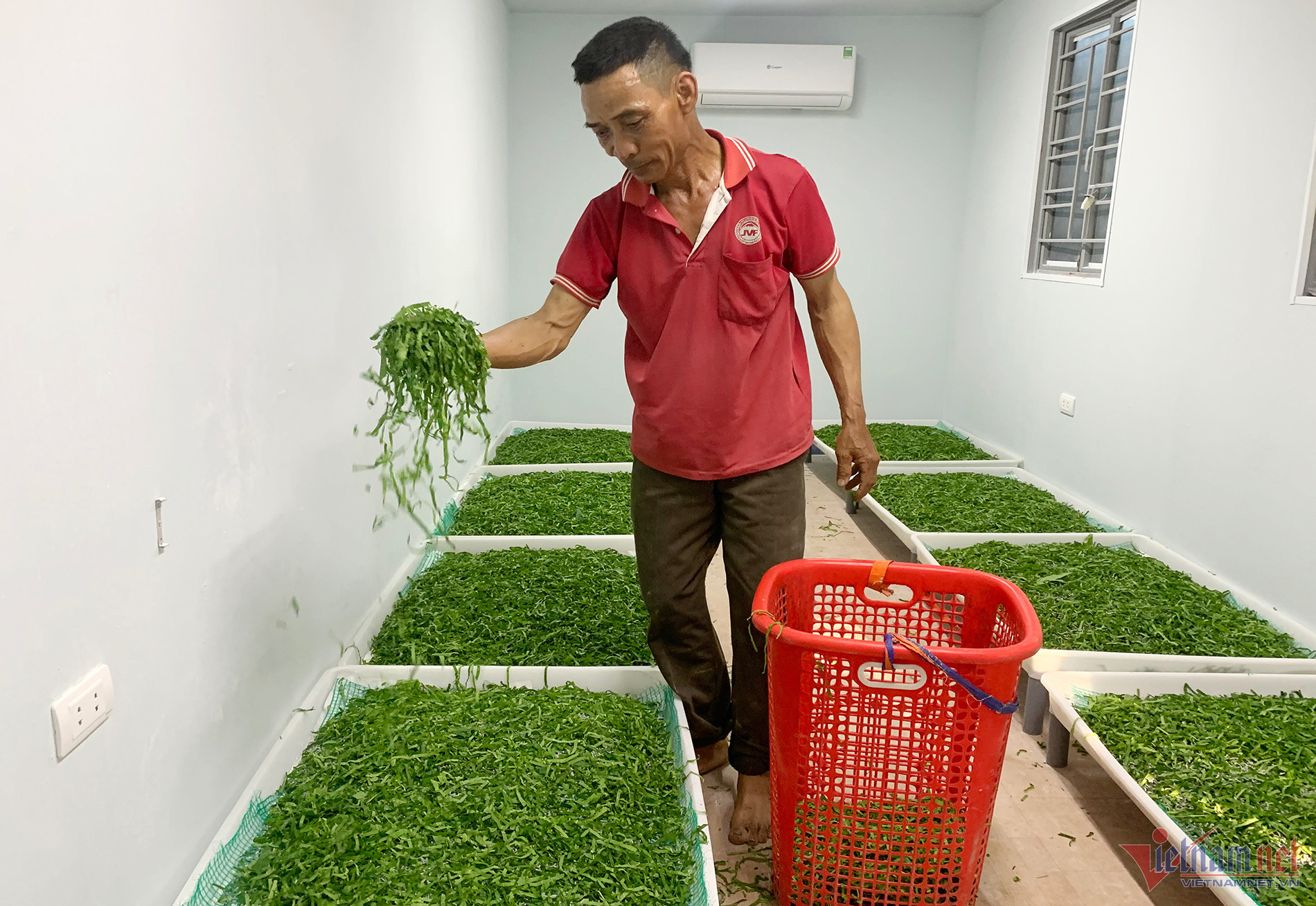 Nuôi loài nhạy cảm, 'khó chiều' trong phòng điều hòa, nông dân ở Nghệ An đổi đời
